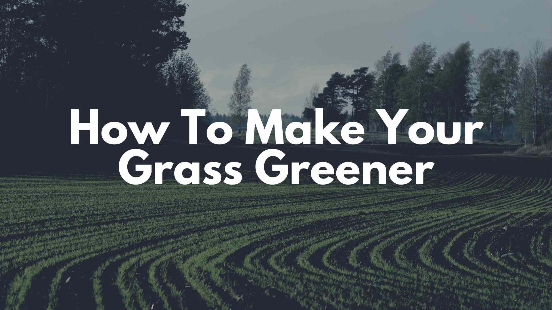 How to Make Your Grass Greener